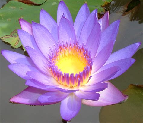 Les images de Lollipathe: Lotus Mauve