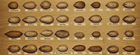 Hickory Tree Nut Identification Chart