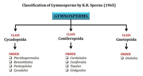 Classification of Gymnosperms | EasyBiologyClass