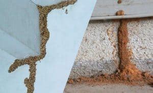 What are Termite Mud Tubes and should you knock them down?