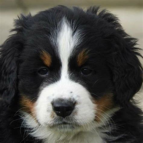 Pin by Aline Fnds on bouvier bernois | Bernese mountain dog, Mountain ...