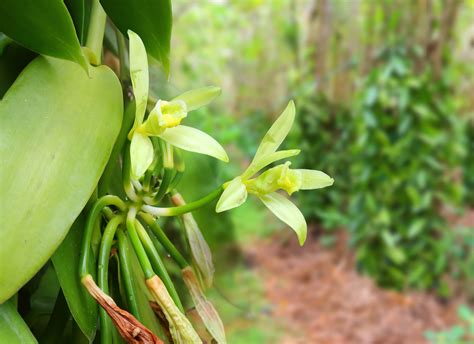 2022 Madagascar Green Vanilla Campaign Update - De Monchy Natural Products