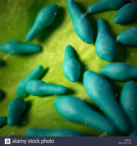 Clostridium Bacteria High Resolution Stock Photography and Images - Alamy