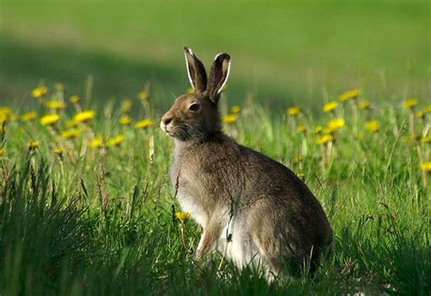 Deadly Disease Found In Irish Hares And Rabbits – Public Asked To ...