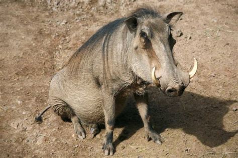 Common Warthog Facts, Pictures, Video & In-Depth Information