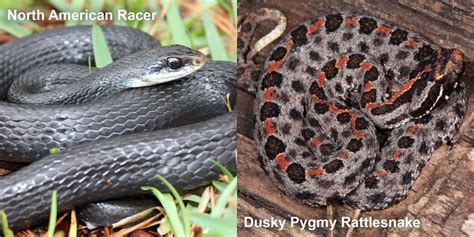 Dusky Pygmy Rattlesnake – Florida Snake ID Guide