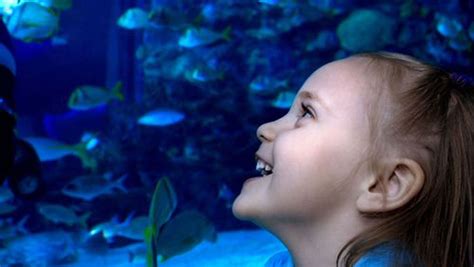 Atlanta Aquarium Hotel Packages | Omni Atlanta at CNN Center