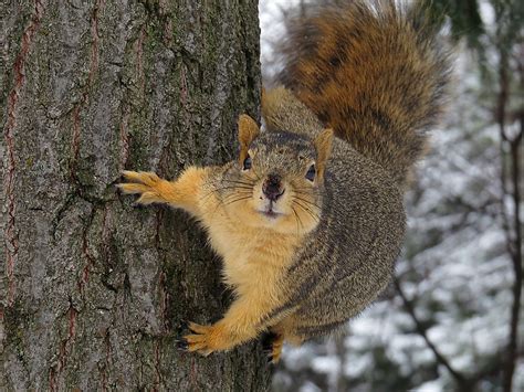 5 Types of North American Squirrels - WorldAtlas