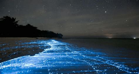 Bioluminescence Phenomenon in Ocean Water | Trybiotech