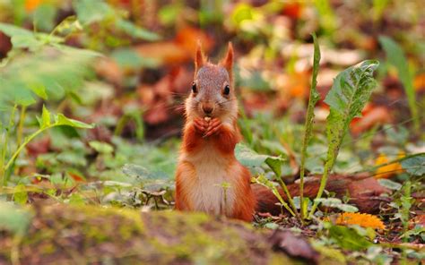 Fond d'écran : forêt, animaux, la nature, écureuil, faune, rongeur, l ...