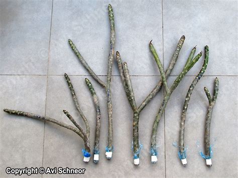 How To Start Plumeria Cuttings - Amountaffect17