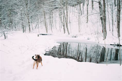 Pet friendly lodging in Central NY and Upstate New York at Wellnesste ...