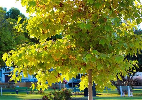 Guide to Sycamore Trees: How to Grow & Care For "Platanus occidentalis"