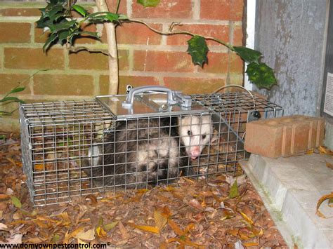 Possum Traps - How to Trap a Possum - Opossum trapping