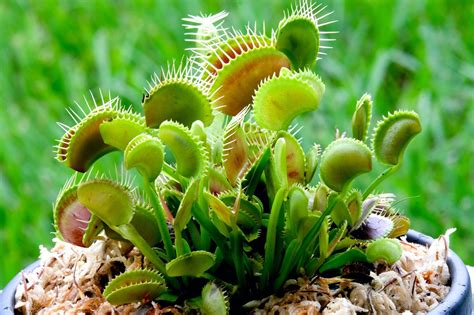 How To Grow & Care For A Venus Fly Trap | Horticulture.co.uk