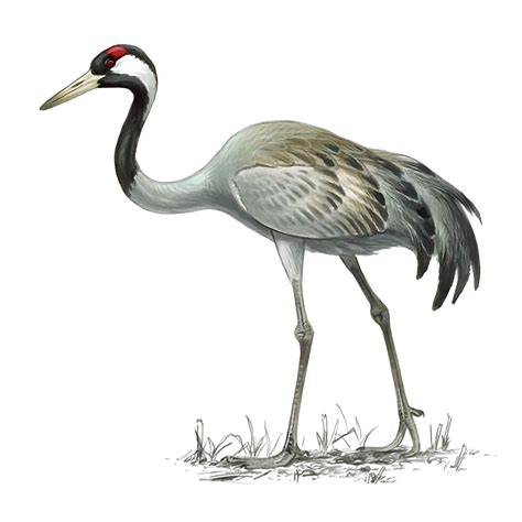 Crane Bird Facts | Grus Grus