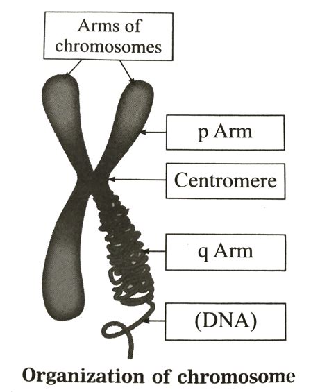 Labeled Chromosome