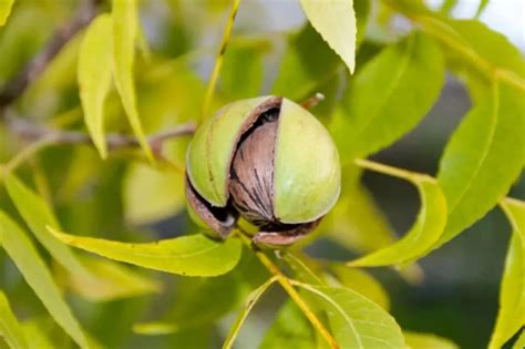 How Many Pounds of Pecans Per Tree? (What to Expect) - 🐝 BootstrapBee ...