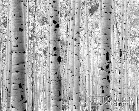 Aspen Photo / Aspen Trees / Aspen Tree Photo / Black and White - Etsy