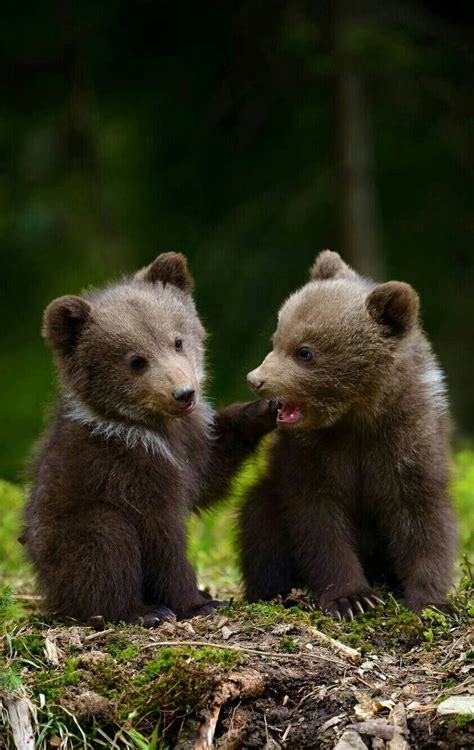 Deux oursons grizzlis au jeu! - bären - Bébé | Baby animals, Cute baby ...