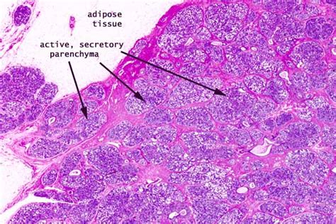 Mammary Gland Histology