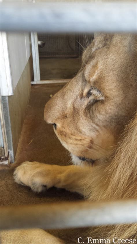 Feeding a Lion at Wellington Zoo - an experience I'll never forget ...