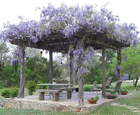 9 best Wisteria trellis images on Pinterest | Wisteria trellis, Garden ...