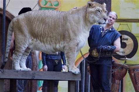 Liger Breeding is Legal in United States