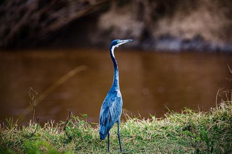 Bird Maasai Mara Wildlife Wild - Free photo on Pixabay