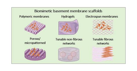 Mimicking the Natural Basement Membrane for Advanced Tissue Engineering ...