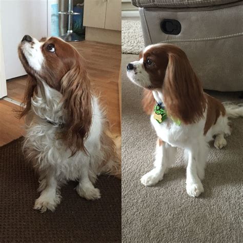 Before and after my Cavaliers hair cut | King charles dog, Cavalier ...