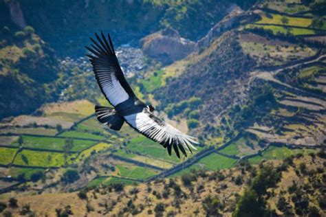 Andean Condors in Peru: All you need to know | Peruvian Soul