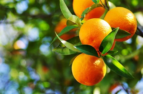 FAQs and Answers About Growing Citrus Trees - Complete Landscaping