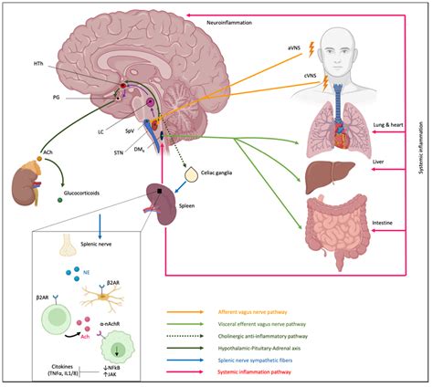 Cells | Free Full-Text | Vagus Nerve Stimulation: A Personalized ...