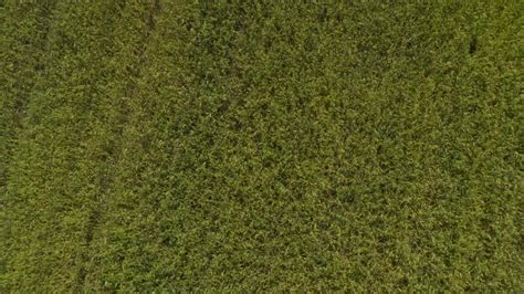 an aerial view of a field with green grass 27159617 Stock Video at Vecteezy