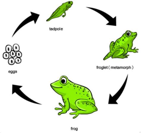 ᐅ Metamorfosis Katak (Pengertian, Proses & Ciri-ciri)