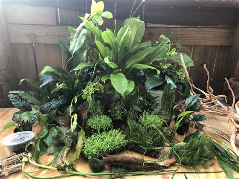 [FS] - Miami, FL - $1+ - Lots of plants ready to ship! Shipping is $8 ...