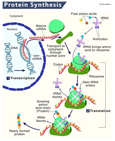 Protein Synthesis – Location, Process, Steps, & Diagram