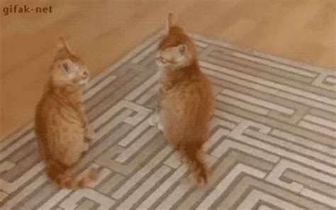 Cat Hug GIF - Cat Hug Surprise - Discover & Share GIFs