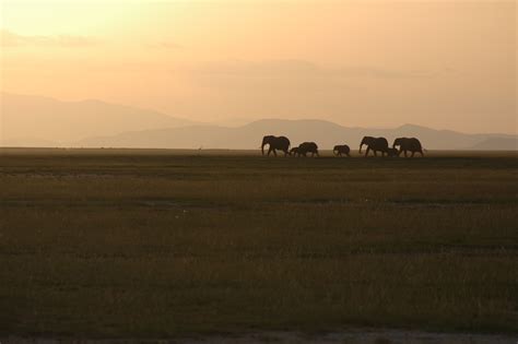 Elephants, amboseli, elephant, kenya, wildlife - free image from ...