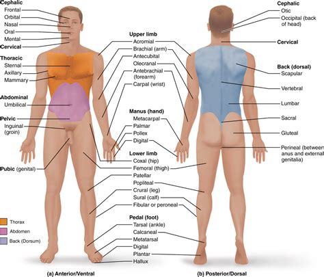 Body Regions Diagram | Quizlet