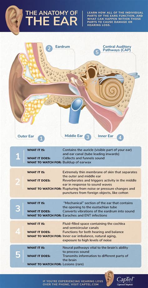 Discover the hearing role of each part and how damage can cause hearing ...