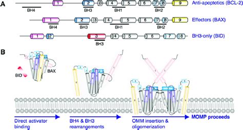 BCL-2 Family Composition and Membrane Permeabilization (A) The BCL-2 ...