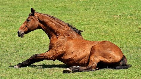 Colic In Horses: Signs, Causes & Treatment | Your Vet Online