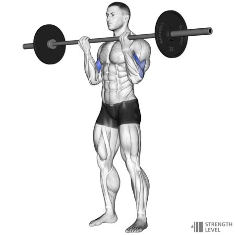 Barbell Curl Standards for Men and Women (lb) - Strength Level