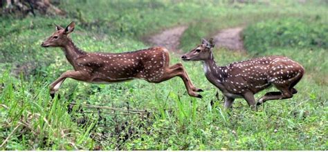 Bhadra Wildlife Sanctuary - Resorts Chikmagalur