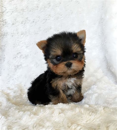 Micro Teacup Yorkshire Terrier Puppy California Breeder - iHeartTeacups