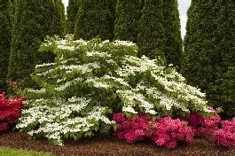 Doublefile Viburnum, Viburnum plicatum tomentosum 'Mariesii'