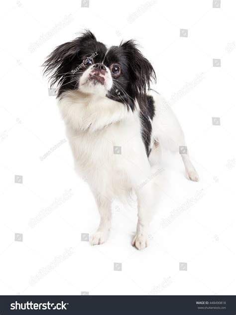 284 Pekingese mix Images, Stock Photos & Vectors | Shutterstock