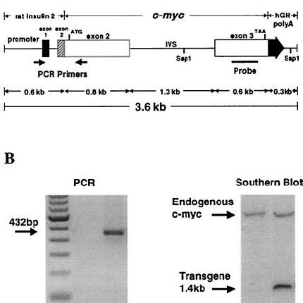 Schematic of the transgene construct and genotype analysis. A : The ...